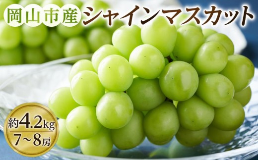 ぶどう 2026年  シャインマスカット 7～8房（約4.2kg） ブドウ 葡萄 岡山市産 国産 フルーツ 果物 ギフト タンポポ農園 | フルーツ 果物 くだもの ぶどう ブドウ シャインマスカット 国産 岡山県産 食品 人気 おすすめ  送料無料 ギフト 贈り物 贈答品 プレゼント 果物 くだもの フルーツ ぶどう ブドウ シャインマスカット
