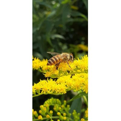 ふるさと納税 川上村 川上村特産品詰め合わせセット |  | 02