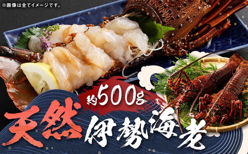 【指定日必須】 長崎の海で獲れた『天然伊勢海老』 約500g ／ 魚 魚介類 天然 伊勢海老 伊勢エビ イセエビ 海老 お刺身 湯引き 冷蔵  【9月14日～10月15日迄発送予定】