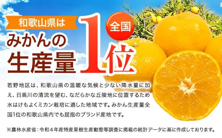 みかん 極早生みかん YN26 約5kg