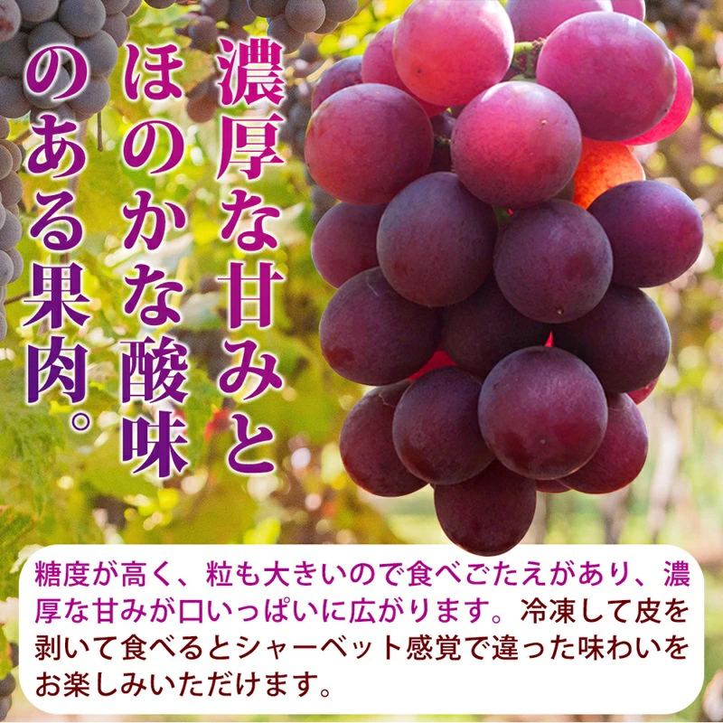 G7316_紀州和歌山産の種なし巨峰ぶどう２房（約800g～1kg）_イメージ3