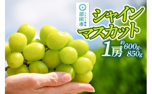 【9月中旬から10月末に発送】 シャインマスカット 1房（約600g～850g） 糖度18度以上 種なし 皮ごと食べられる 濃厚な甘さ 家庭用 贈答用 永井農園 [葡萄 ぶどう ブドウ シャインマスカット 種なし 甘い 家庭用 贈答用 糖度18度以上]