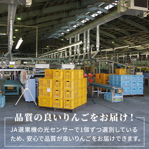 【先行予約】令和8年度産 訳あり りんご シナノゴールド 約10kg 28～40玉入 フルーツ 果物 甘い 訳あり 林檎 リンゴ