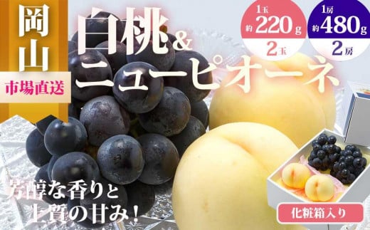 桃 ぶどう 2025年 先行予約 果物 詰合せ 白桃 2玉（1玉220g以上）ニューピオーネ 2房（1房480g以上）化粧箱入り もも 葡萄 岡山県産 国産 フルーツ 果物 ギフト