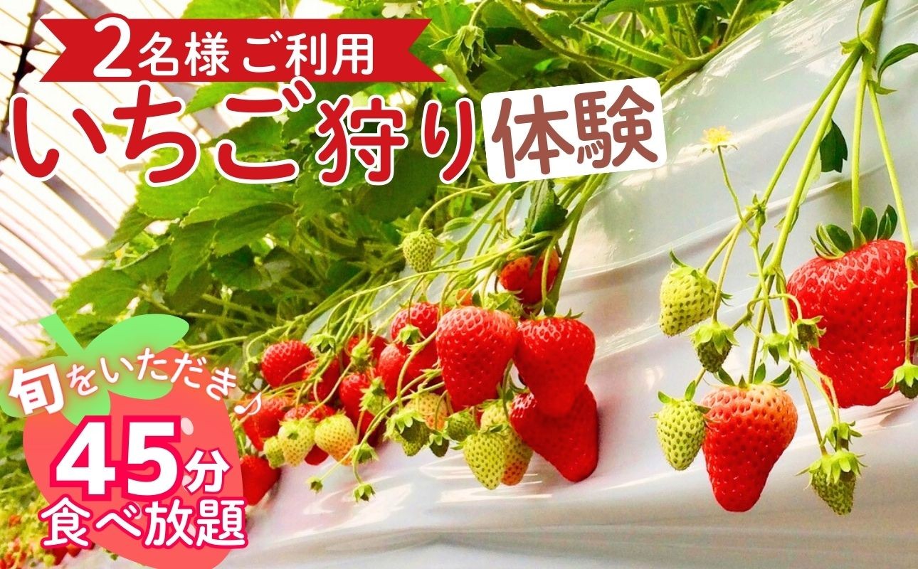 
                  四日市で旬の味を体験！「いちご狩り」ペアご利用（申込期日 令和8年3月31日まで） 45分間食べ放題 愛成ベリー │章姫 あきひめ 紅ほっぺ 体験チケット 2名様 食べ放題 招待券 入園 苺狩り レジャー お出かけ 体験 春休み 旅行 家族 デート 三重県 四日市市 ふるさと納税
                