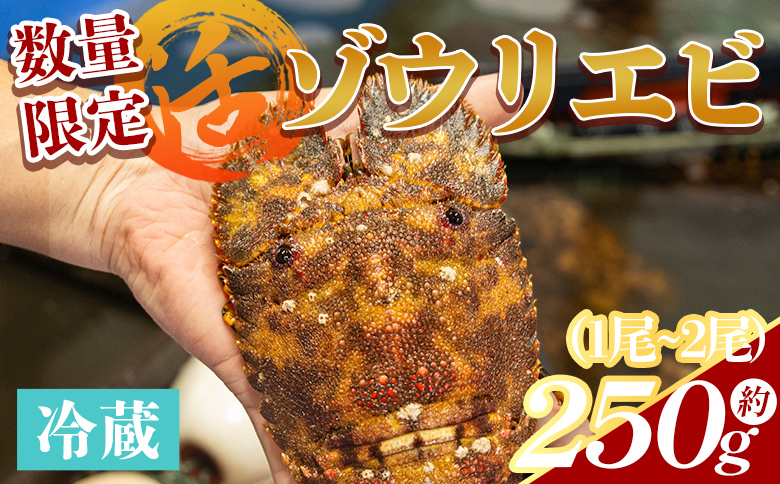 【数量限定】活 ゾウリエビ 計250g（1尾～2尾) - 海老 国産 エビ えび 海鮮 魚介 産地直送 プリプリ 味噌汁 刺身 焼き物 汁物 えび蔵 高知県 香南市 冷蔵 10000円以上 1万円以上