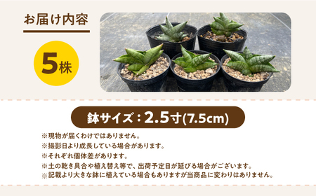 サンセベリア ボンセレンシスドワーフ 5株 sansevieria boncellensis dwarf 長与町/アグリューム[EAI236]