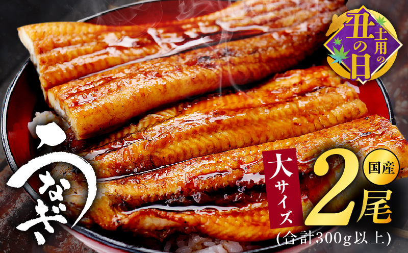 【土用の丑の日までにお届け】大サイズ 国産うなぎ 2尾 合計300g以上 先行予約