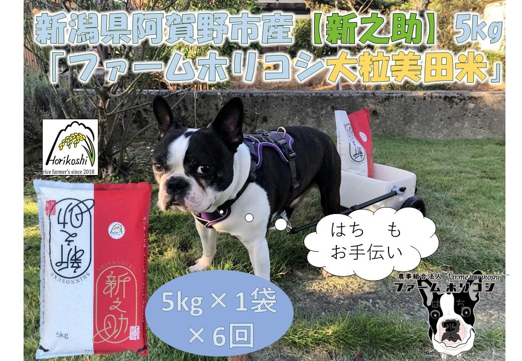 
            【令和7年産新米】【6ヶ月定期便】阿賀野市産 新之助「ファームホリコシ 新之助」 5kg×6回  白米 精米 3H18085
          