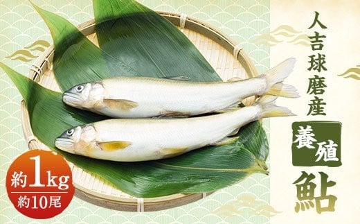 
人吉球磨産 養殖鮎 冷凍 約1kg
