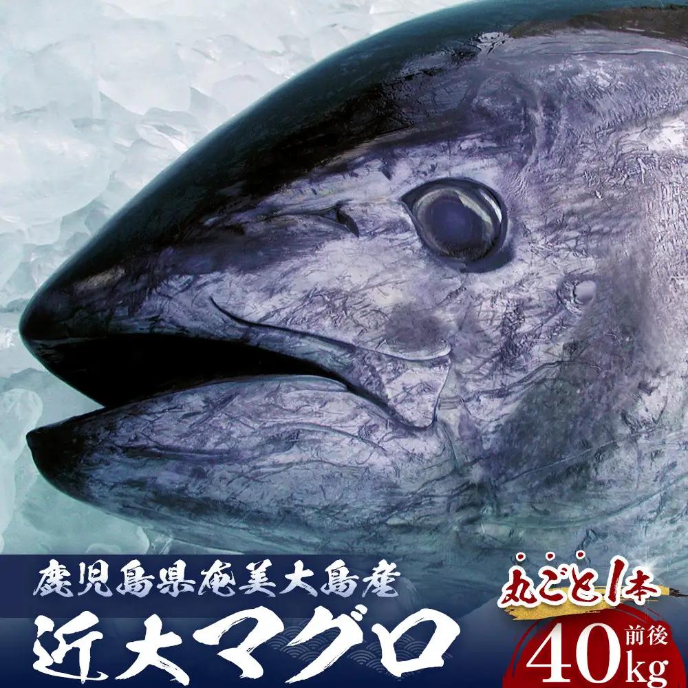 ※改定商品※【近大マグロ 1本丸ごとお届け】鹿児島県 奄美大島産 近大マグロ 1本40kg前後 養殖クロマグロ 赤身 大トロ 中トロ 近畿大学