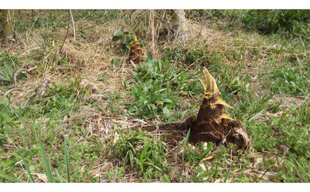 茨城県坂東市産 朝掘りたけのこ 約3kg（2～4本入）・米ぬか付き No.709