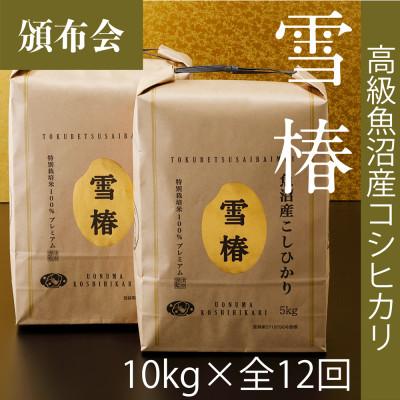 ふるさと納税 津南町 【毎月定期便】高級魚沼産コシヒカリ「雪椿」精米 10kg(5kg×2袋) 特別栽培米全12回