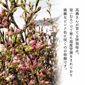 SL0266　新年に飾る山形の桜 「福初2026」 酒田市の高橋さんの啓翁桜 70cm