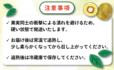 レッドキウイ フルーツ 紅妃 2kg Shirai.agrifarm フルーツ F012-115001