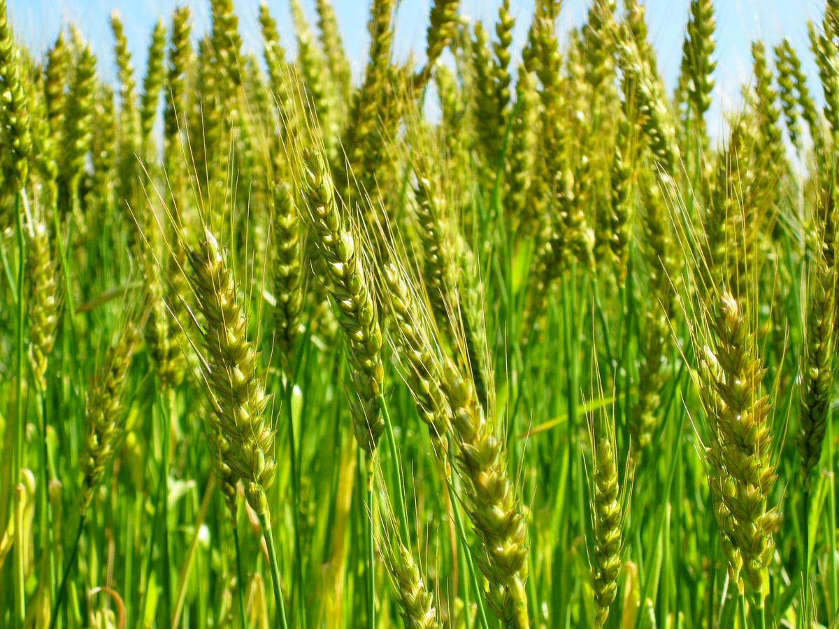 愛知県産 パン用 小麦粉 ゆめあかり 2.5kg × 4袋 計 10kg 6回 国産 強力粉 ブランド 小麦 強力系小麦粉 ふわふわ もっちり 甘味 チャック付き パン ホームベーカリー ベーグル 食