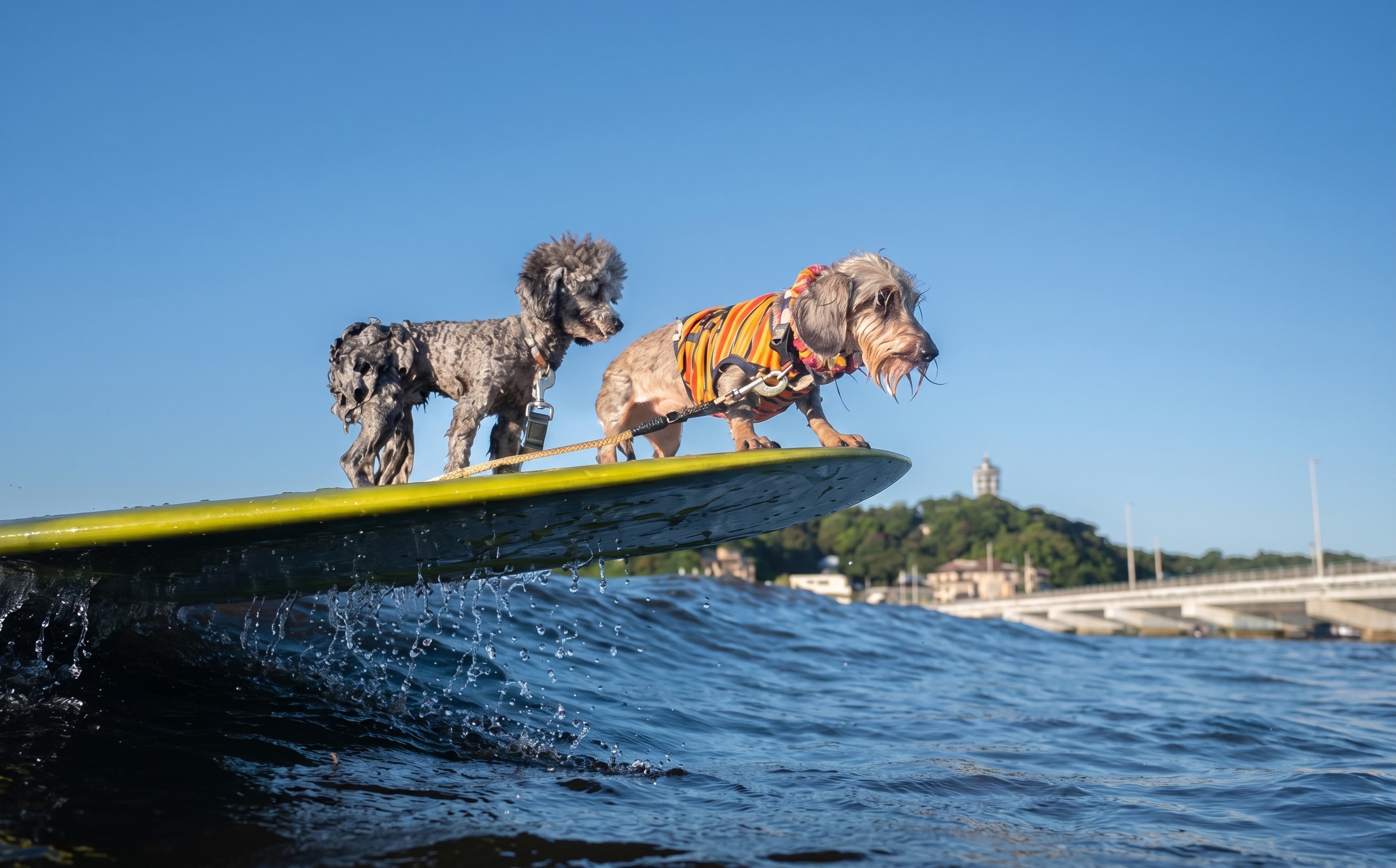
                  犬 サーフィン 撮影チケット 1回分 ドッグサーフィン 撮影 チケット ドッグ inu 小型犬 ペット 愛犬 江の島 江ノ島 片瀬江ノ島 カメラ 写真 思い出 記念 海 体験 アクティビティ 人気 かわいい 映え 安全 安心 観光 旅行 トラベル プロ 写真家 カイマナトレーディング 神奈川 湘南 藤沢
                