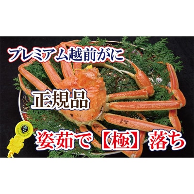 桐箱入り!越前の宝【極】落ち　プレミアム越前がに × 1杯 ≪生≫【2・3月発送分】【配送不可地域：離島・北海道・沖縄・四国・九州】【1374324】