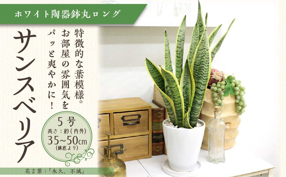 《先行予約》【観葉植物】サンスベリア 5号 ホワイト陶器鉢 丸ロング 高さ：約35cm～50cm内外(鉢底より) ｜観葉植物 インテリア 部屋 おしゃれ 福岡県筑前町 送料無料