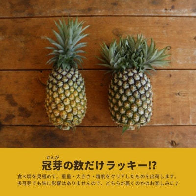 【2025年5月以降順次発送・ハウス栽培】パイナップルの王様 ゴールドバレル4玉【配送不可地域：離島】