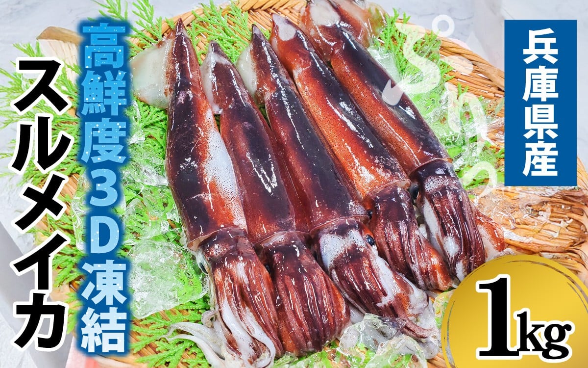 
            兵庫県産 とれたて スルメイカ 冷凍 約1kg 5杯前後
          