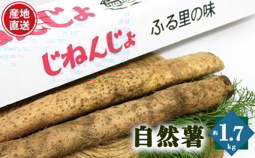 自然薯 カット状態 約1.7kg | とろろ 滋養強壮 健康食 御杖村 送料無料 期間限定 奈良県 御杖村 みつえむら