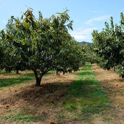 ふるさと納税 京丹波町 チルド熟成 丹波栗3L 1kg (京都京丹波町産 丹波栗) |  | 03