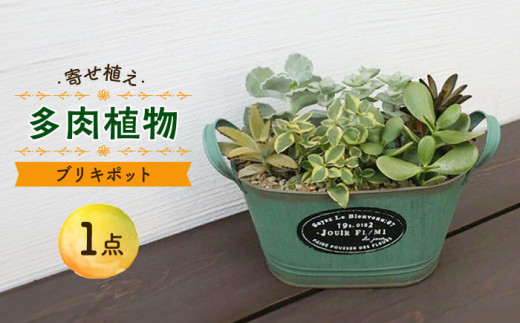 多肉植物の寄せ植え / 多肉植物 おしゃれ ブリキ ポット インテリア 母の日 誕生日 ギフト 贈り物 贈答 プレゼント 母の日ギフト / 大村市 / アトリウム琴花園[ACZZ001]