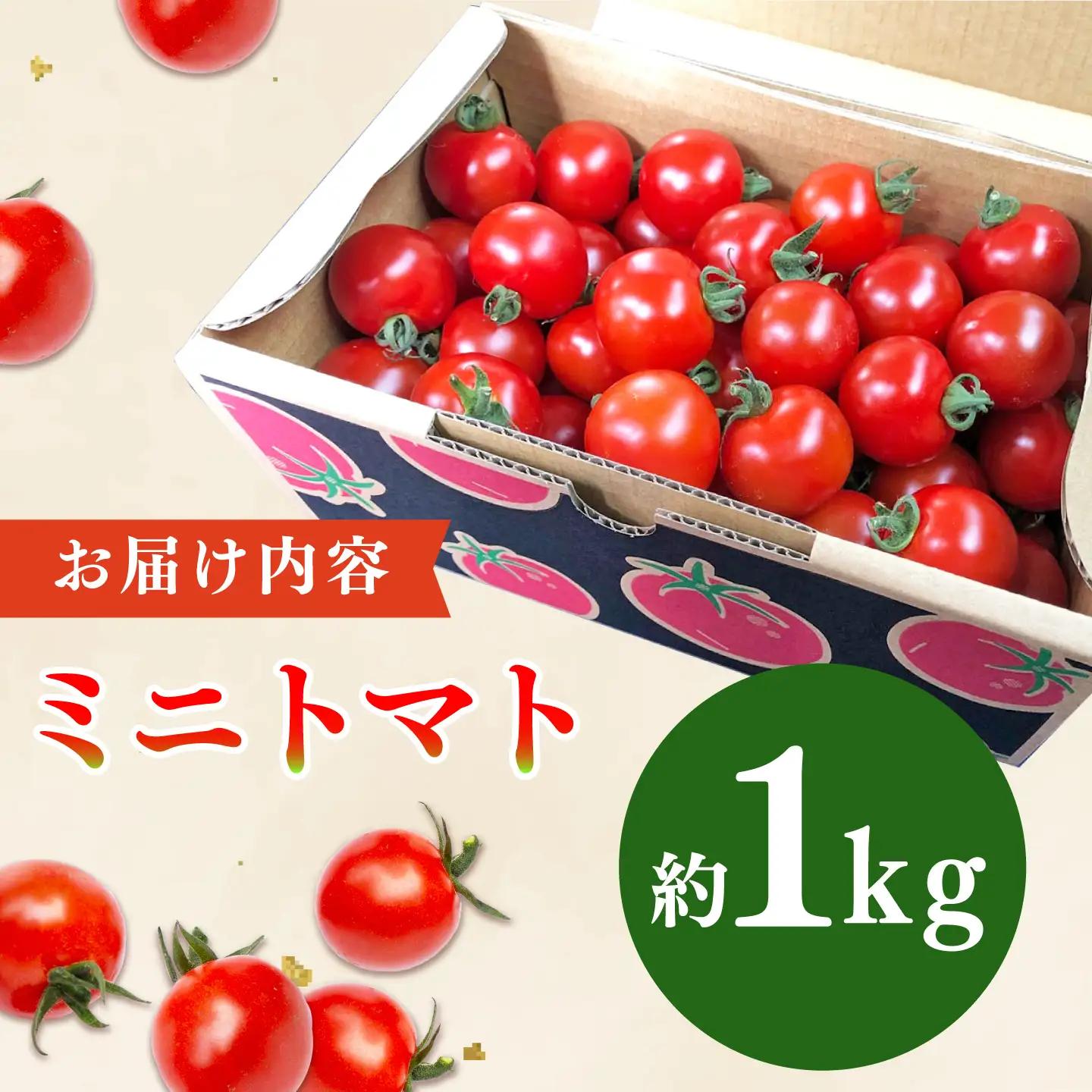 先行予約 ミニトマト 1kg[QBG003]