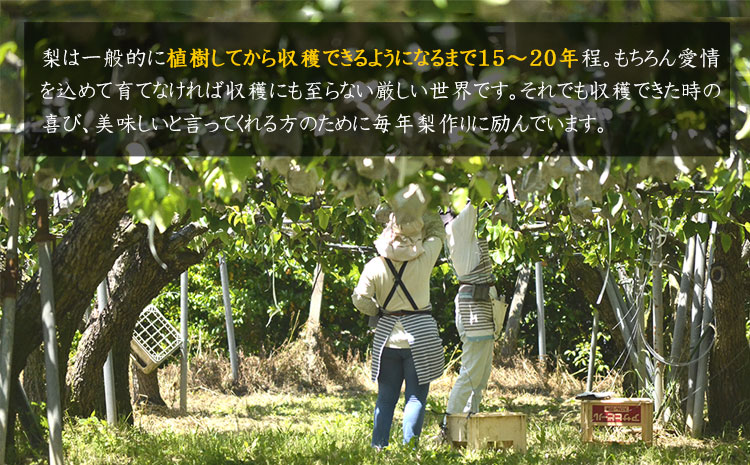 大渕観光梨園の完熟梨 (あきづき 新高梨 新興梨) 秀品 約3kg (5～8玉) 《8月下旬-11月下旬頃出荷》---sn_obuchinasi_p811_21_8000_3kg---st-p