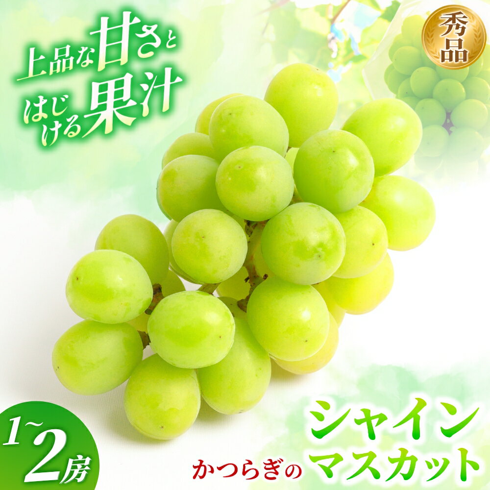 【ふるさと納税】 かつらぎ町産 シャインマスカット 容量選べる 1房 or 2房〈秀品〉【2026年8月中旬～9月上旬頃出荷予定】/ 農家こだわり♪ マスカット ぶどう 葡萄 ブドウ フルーツ くだもの 果物 和歌山県 松源