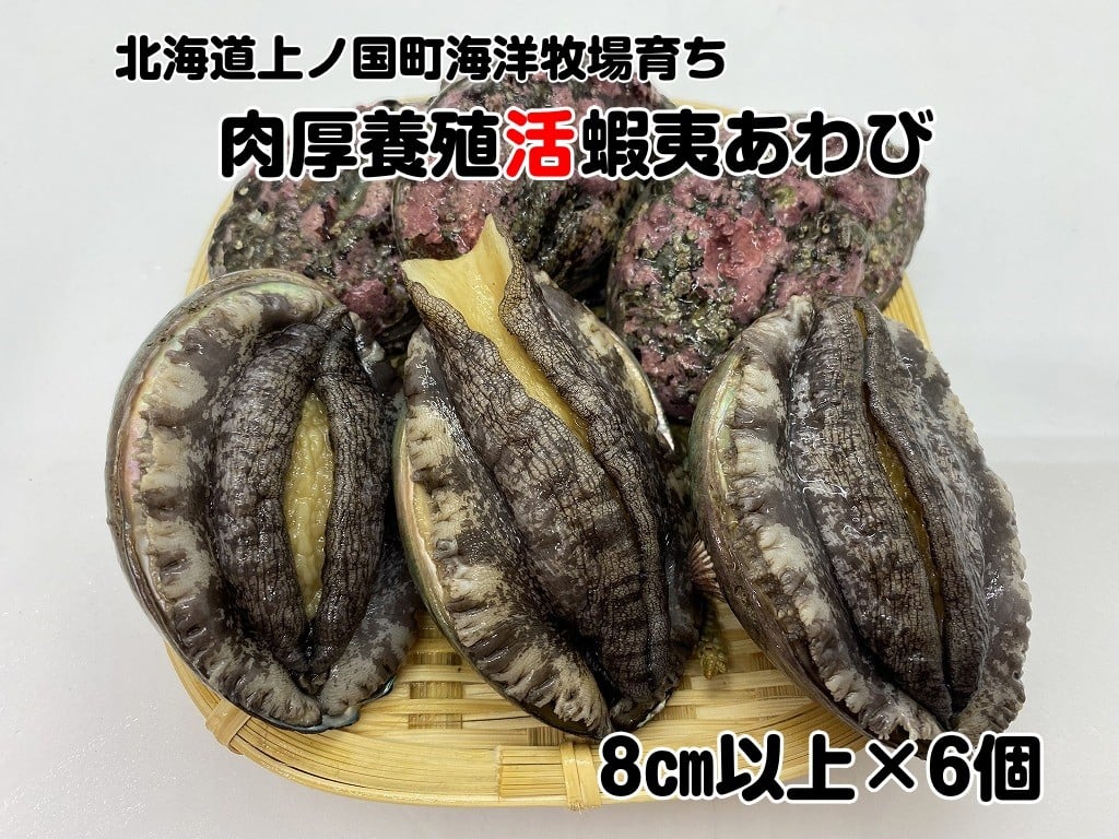 
                  【数量限定】海洋牧場育ち養殖活蝦夷あわび（8㎝以上×6個）　活アワビ　鮑　海鮮　産地直送　魚介類　海の幸　おせち　エゾアワビ　冷蔵　アワビ　BBQ　バーベキュー　蝦夷鮑　数量限定　ふるさとチョイス限定
                