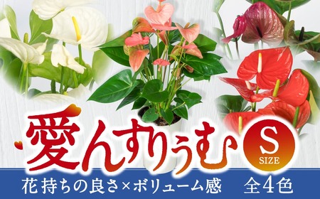 愛んすりうむ アンスリウム Ｓ A-D12 花 お花 華 インテリア プレゼント 贈り物 観葉植物 観葉植物グリーン 観葉植物緑 観葉植物インテリア 観葉植物雑貨 観葉植物暮らし 観葉植物植物 アンスリウム 観葉植物初心者 観葉植物育てやすい 観葉植物室内 観葉植物屋内 観葉植物ギフト 観葉植物プレゼント 観葉植物贈り物 観葉植物お祝い 湖東フラワー 東近江 花 ひがしおうみ