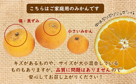 たまな産　温州みかん 6kg
