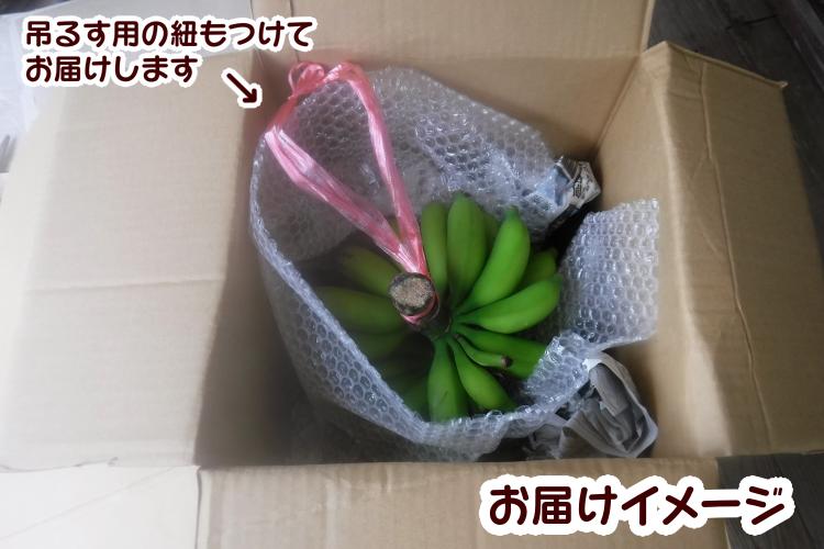 園田 バナナ園 北限 の 露地バナナ  5房　NFN251【600pt】