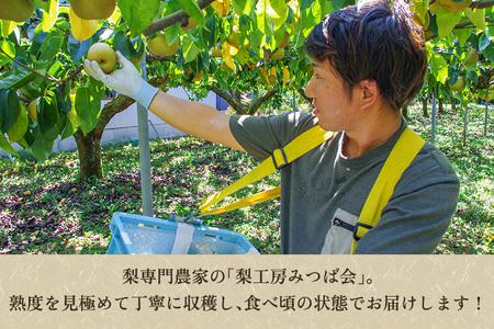 【2024年先行予約】新潟県産 和梨 あきづき 3kg（6～9玉）《9月中旬以降発送》 果物 フルーツギフト 秋の味覚 加茂市 梨工房みつば会