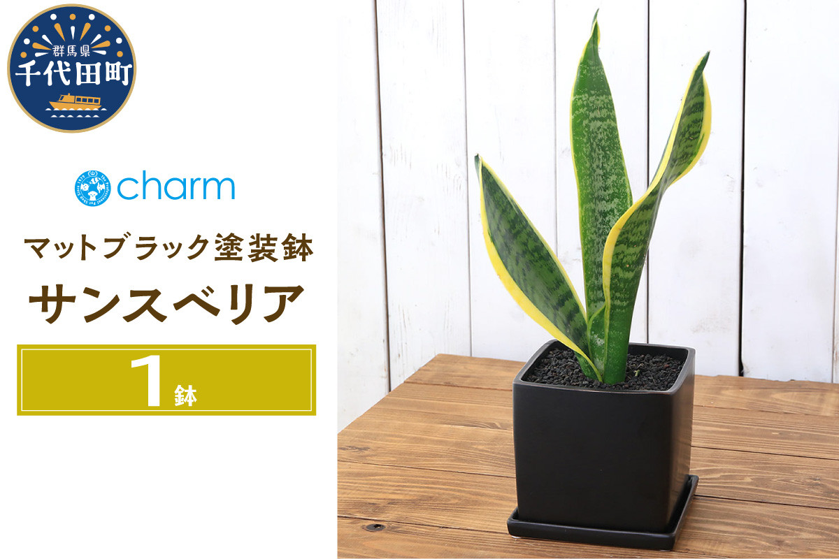 
観葉植物 サンスベリア 陶器鉢植え マットブラック塗装鉢（１鉢）受け皿付き 溶岩砂 陶器 おしゃれ 虎の尾 幸運 縁起 北海道冬季発送不可 群馬県 千代田町 インテリア ナチュラル 自然 プレゼント ギフト 贈答用 送料無料 趣味 風水 緑 人気 オススメ 初心者 玄関 自家栽培 株式会社チャーム
