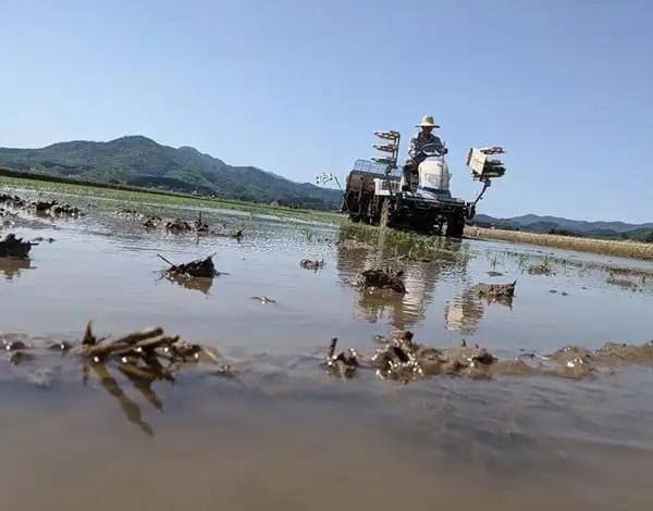 【令和8年産先行予約】「神農家®」が作った特別栽培米 つや姫 無洗米 3kg　山形県鶴岡市　與惣兵衛　K-831　| つやひめ 3キロ 米 コメ こめ ブランド米 食品 ご飯 ごはん 美味しい おすす