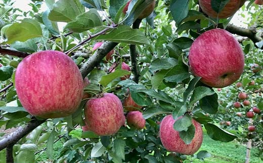 福島県のリンゴ　サンふじ約10kg(32～46玉) F7X-0015