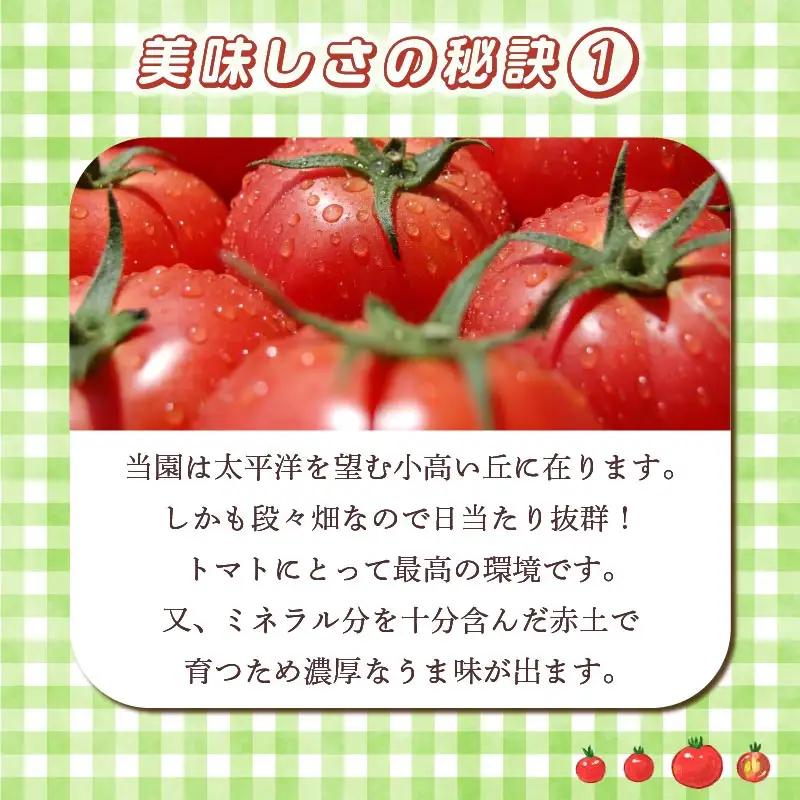【2027年2月発送】大玉トマト 1kg 大 4玉 以上トマト