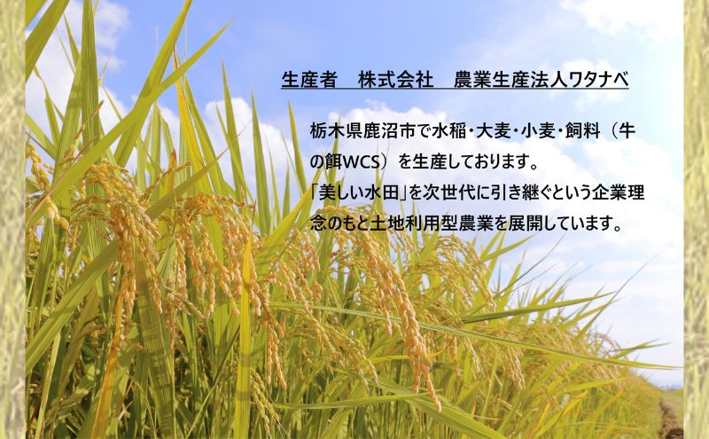 【定期便 3ヶ月】栃木県鹿沼市産 とちぎの星 無洗米 10kg（5kg×2袋） 3回お届け 令和6年産 水稲うるち精米 単一原料米 お米  特A 大粒