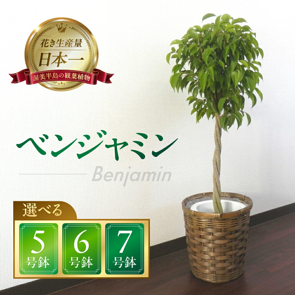 【ふるさと納税】ベンジャミン 観葉植物 植物 5号鉢 6号鉢 7号鉢 人気 おしゃれ かわいい お手入れ 室内 大鉢 中型 インテリア リビング 玄関 寝室 キッチン オフィス プレゼント ギフト 新居 入居 インテリアグリーン グリーン 緑 植物