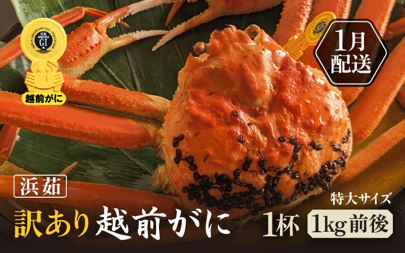 
            【訳あり】≪浜茹で≫越前がに 特大サイズ 1杯（生で1杯約1kg前後）大人約2人前 食べ応え充分【規格外 雄 ズワイガニ かに カニ 蟹 越前ガニ 姿 ボイル 冷蔵 福井県】【1月発送分】希望日指定可 備考欄に希望日をご記入ください [e65-x006_01]
          