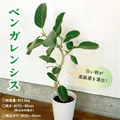 観葉植物 ベンガレンシス7号サイズ1鉢【1768170】