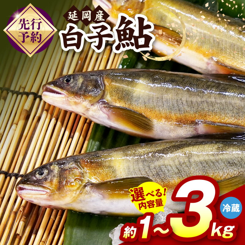 【ふるさと納税】【先行予約】 延岡産 白子鮎 選べる 内容量 約 1 ～ 3kg 冷蔵 黄金色 鮎 白子 とろける 魚 川魚 魚介類 養殖 塩焼き 鮎めし おかず おつまみ 宮崎県産 お取り寄せ お取り寄せグルメ 宮崎県 延岡市 送料無料