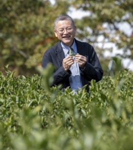 新見産紅茶2箱（ストレートブレンド/ティーバッグ）