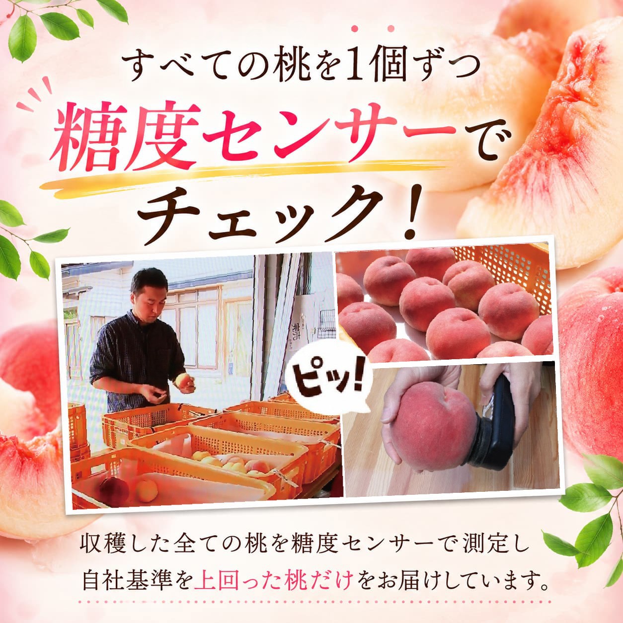 【8月下旬発送】 桃 川中島白桃 約1.2㎏ 先行予約 訳あり 盛岡市産 家庭用 白桃 完熟 もも モモ 果物 くだもの フルーツ 訳アリ 旬 産地直送 農家直送 デザート おやつ 自宅用 詰め合わせ