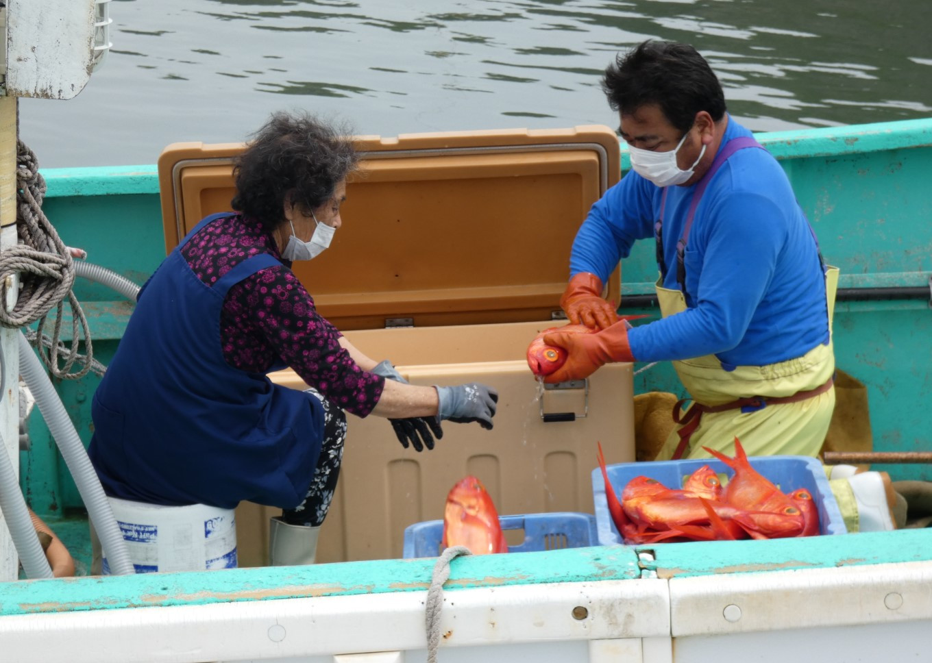 操業を終え、港に船が戻ってくると、１尾ずつ丁寧に素早く針を外していきます。