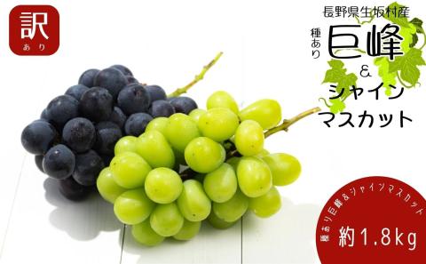 【2026年発送 先行予約】 訳あり 種あり巨峰＆シャインマスカット約1.8kg 4~6房 果物 ぶどう フルーツ デザート おやつ 長野県産 信州の葡萄 詰め合わせ