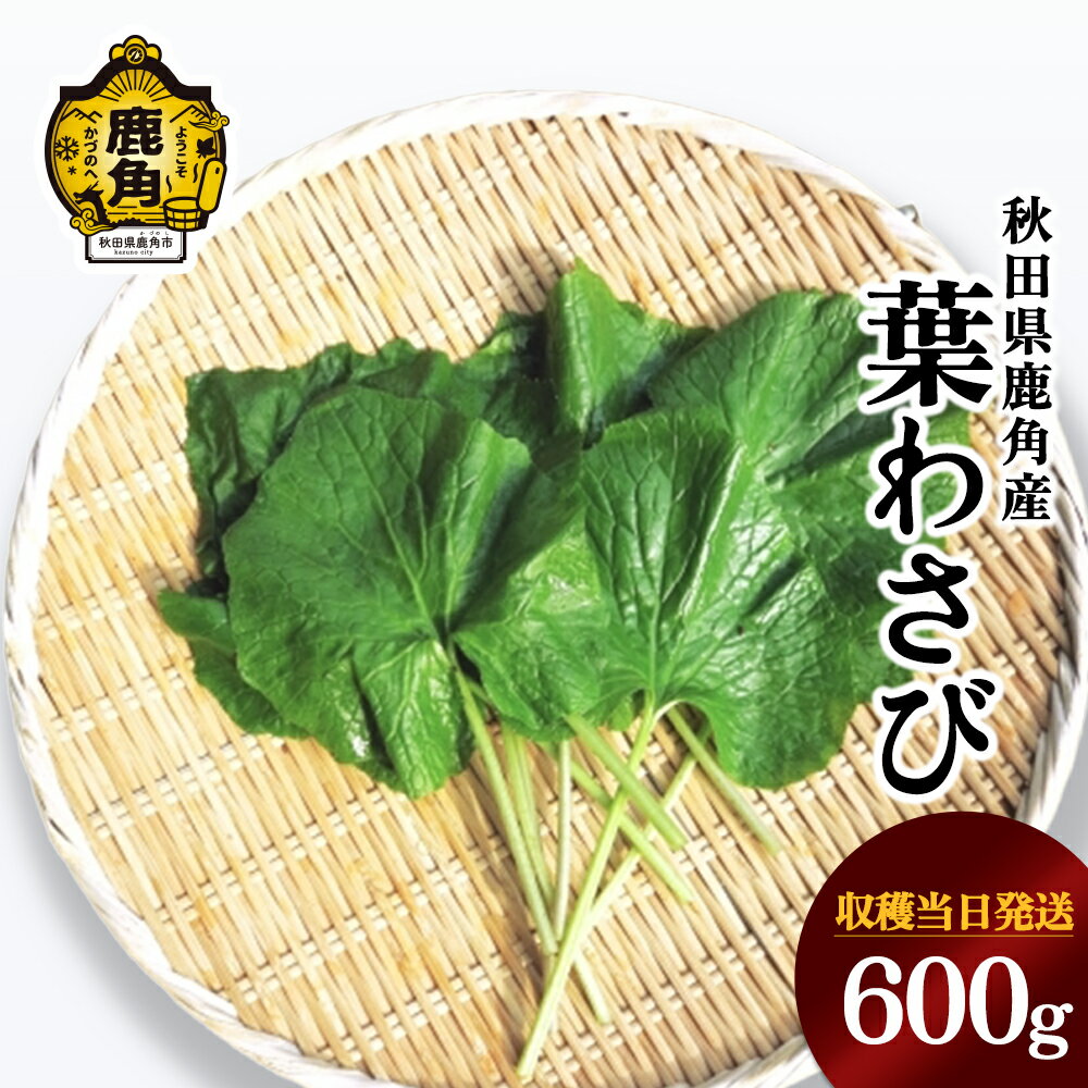 【ふるさと納税】《 先行予約 》 山菜 葉わさび 600g 秋田県鹿角産 収穫当日発送 旬 鹿角産 国産 山菜 春の味覚 新鮮 お中元 お歳暮 お取り寄せ 贈り物 贈答用 グルメ ギフト 秋田県鹿角産 送料無料 【恋する鹿角カンパニー】